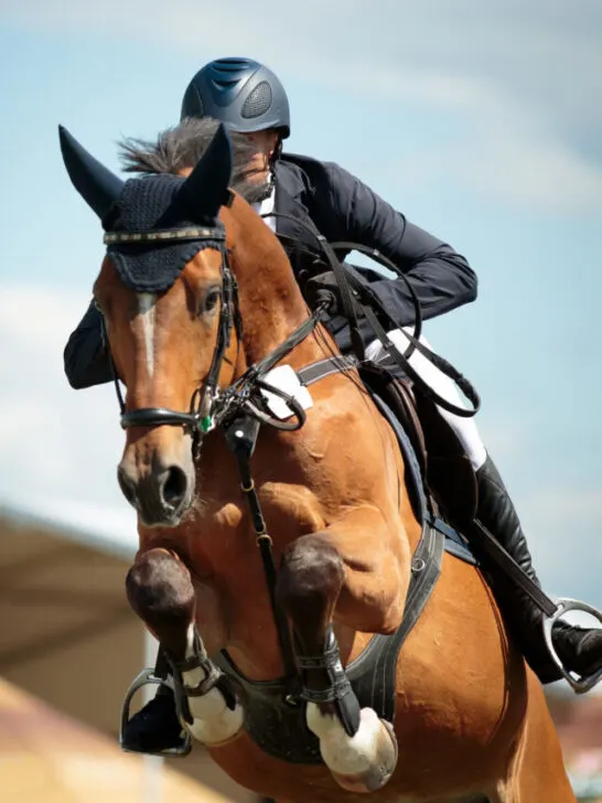 Equestrian Sports, Horse jumping, Show Jumping, Horse Riding themed photo - ss240326