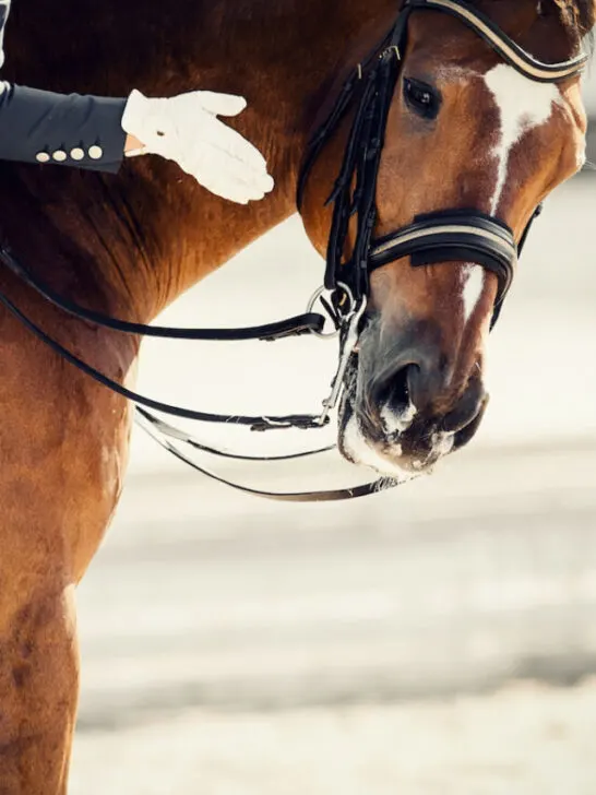 Equestrian sport. Praise the horse. Portrait sports stallion in the bridle - ss240323