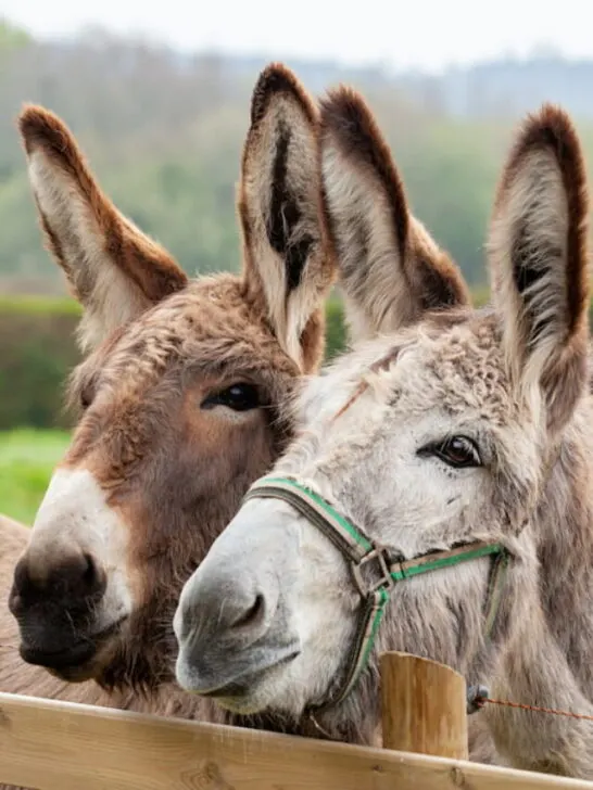 Family of donkeys