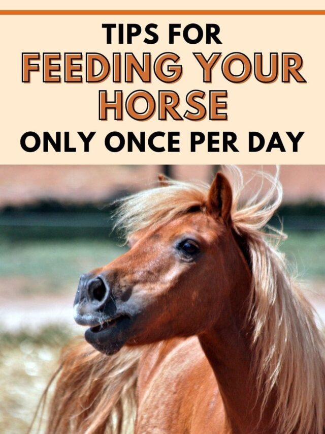 Tips for Feeding Your Horse Only Once Per Day Helpful Horse Hints