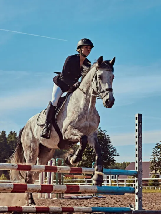 Female jockey on dapple gray horse jumping over hurdle in the open arena. - ee220906