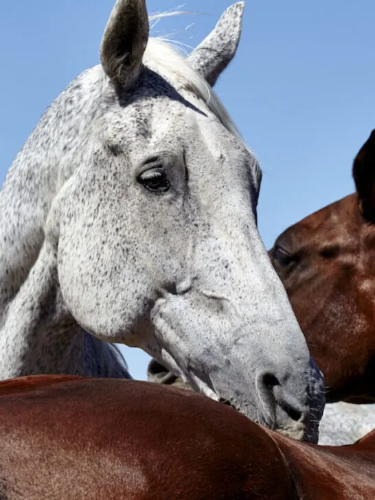 cropped-Flea-Bitten-horse-grooming-bay-horse-and-brown-horse-with-mountain-background-ss230608.jpg