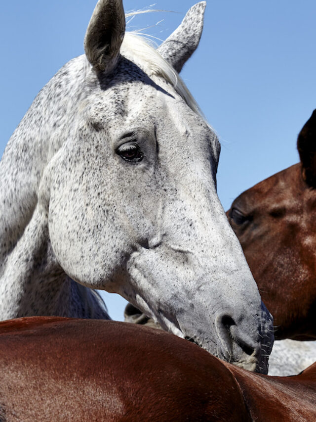 Fleas, Ticks, and Mites on Horses Helpful Horse Hints