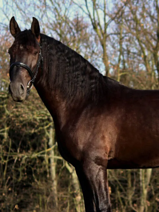 French Trotter in the field
