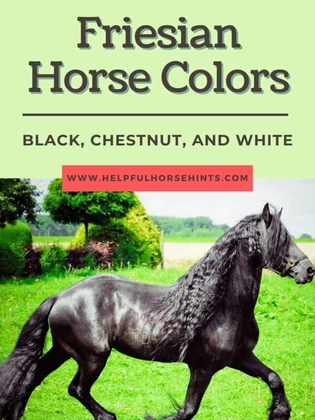Friesian Horse Colors – Black, Chestnut and White
