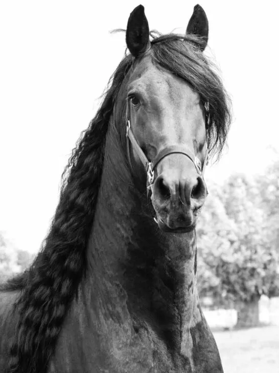 Friesian horse portrait - ss240205