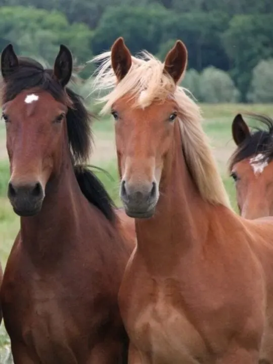 cropped-Group-of-wild-horses.jpg