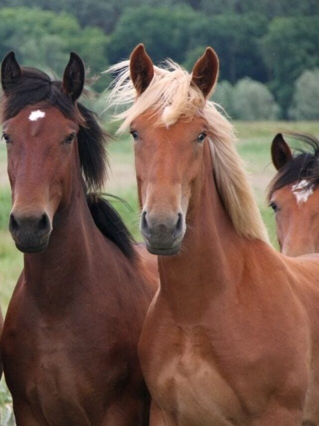 Over 2,300 Horse Names Based on Breed, Color & More!