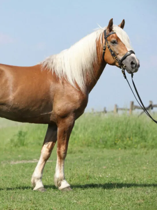 Halfinger horse standing on a grass tied on a fence