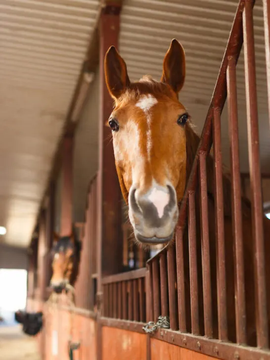 Head of horse looking over the stable doors - ss240302