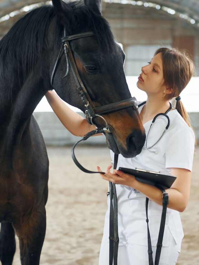 Tips for Putting Weight on Senior Horses Dental Care, Forage, and