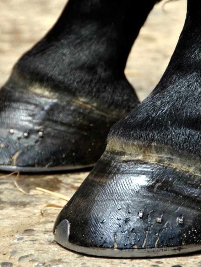 Wild Horse Hoof Care & Maintenance