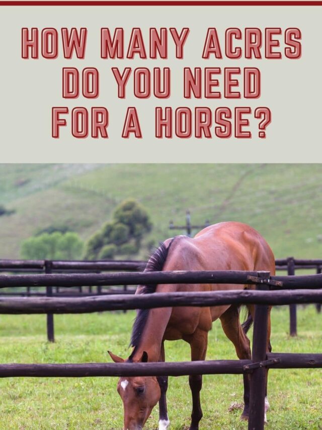 how-many-acres-do-you-need-for-a-horse-helpful-horse-hints