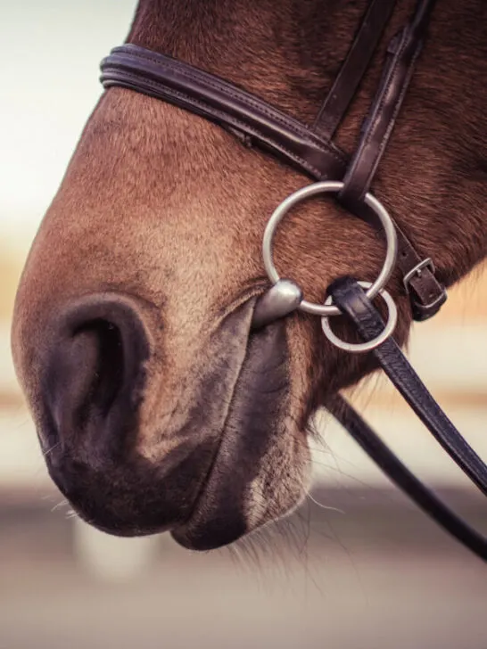 Horse bit in horse mouth. Equestrian equipment. - ss240323