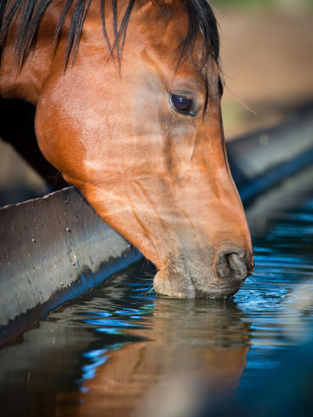 Top 3 Options for Managing Water to Help Your Horses During the Summer Heat