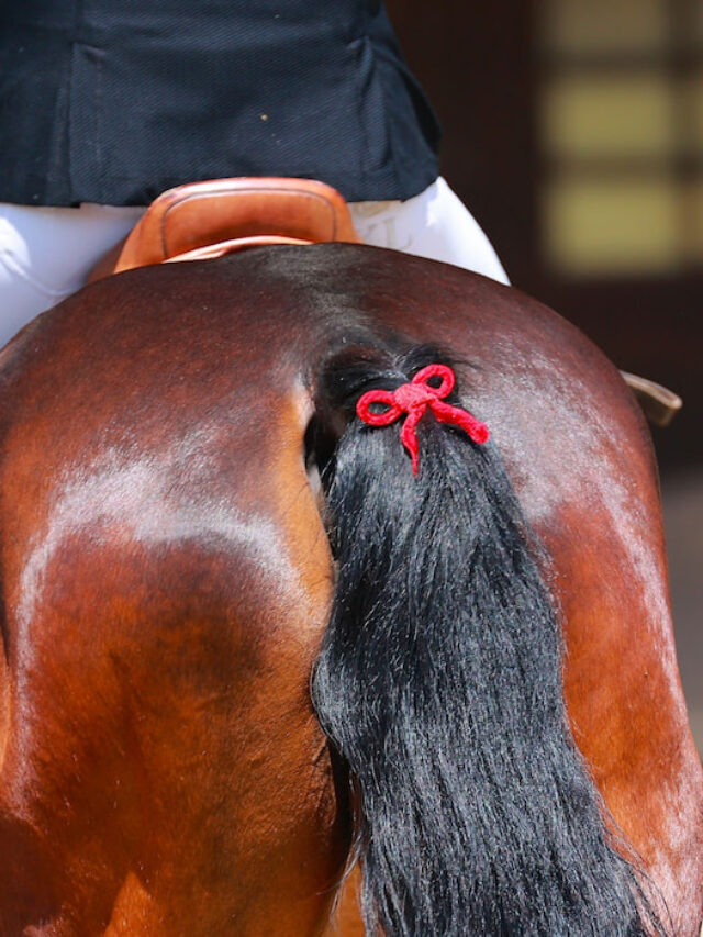 Guide to Horse Tail Ribbon Colors