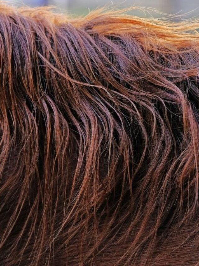 Everything You Should Know About Lice in Horses