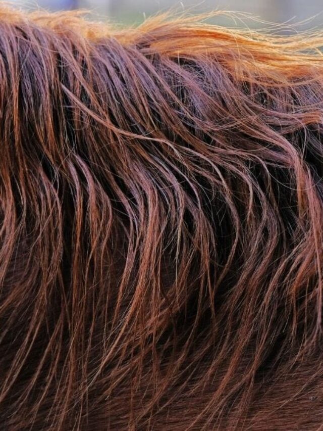 Everything You Should Know About Lice in Horses Helpful Horse Hints