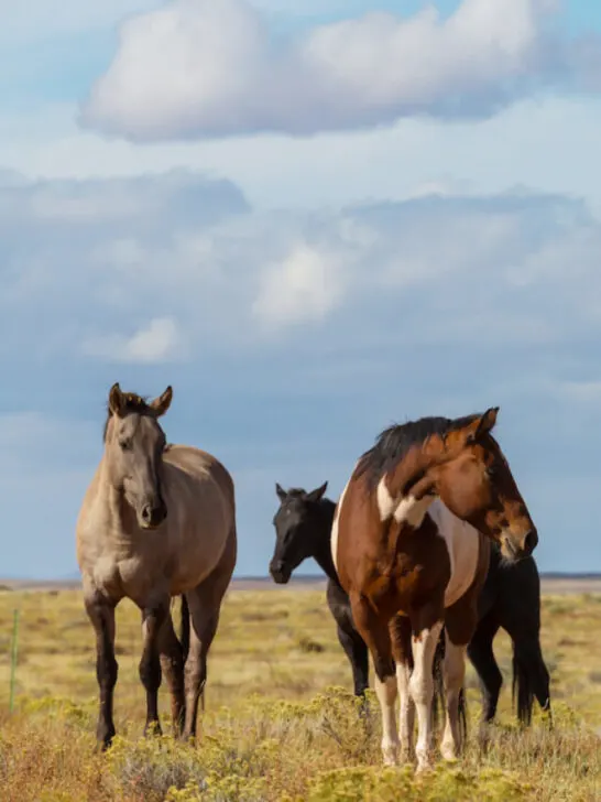 Horse herd run on pasture in Chile, South America - ee220823
