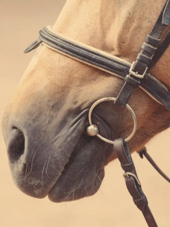 Horse nose or muzzle with bit and bridle - ss231024