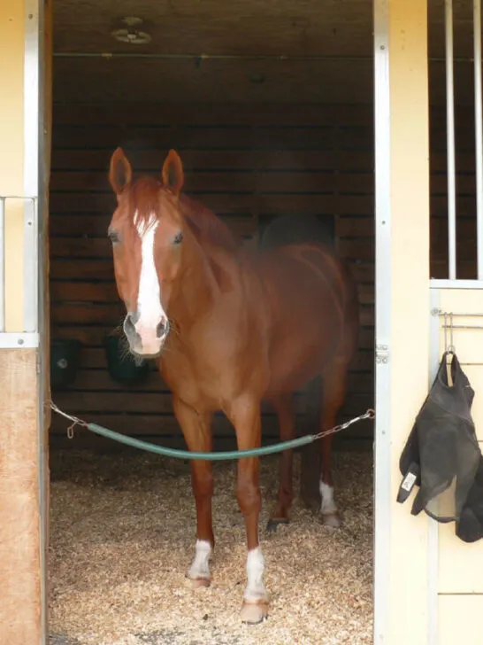 Horse standing in stall in barn - ss231102