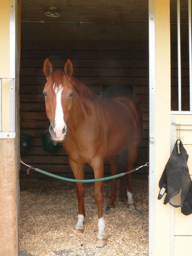 Complete Guide To Stall Guards For Horses Helpful Horse Hints