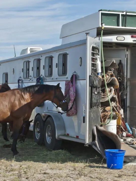 horses and a horse trailer at the rodeo