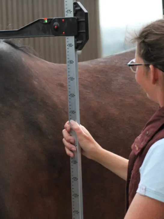 Horses height being measured - ss231005