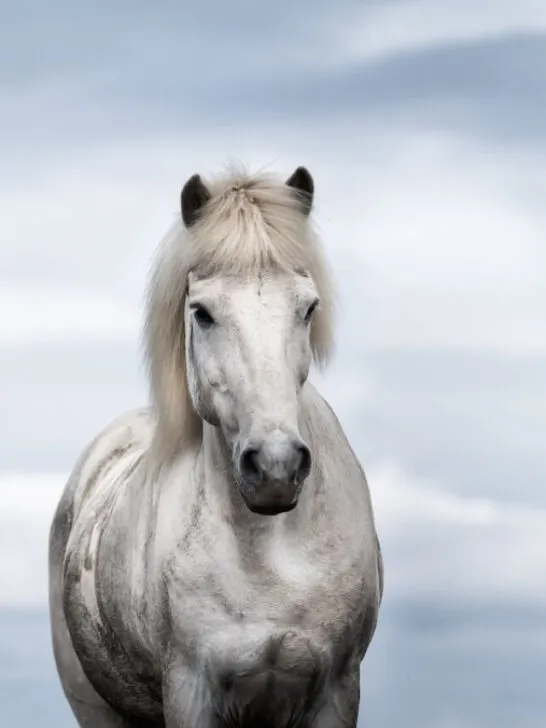 Horses in Iceland. Wild horses in a group. Horses on the Westfjord in Iceland - ss240314