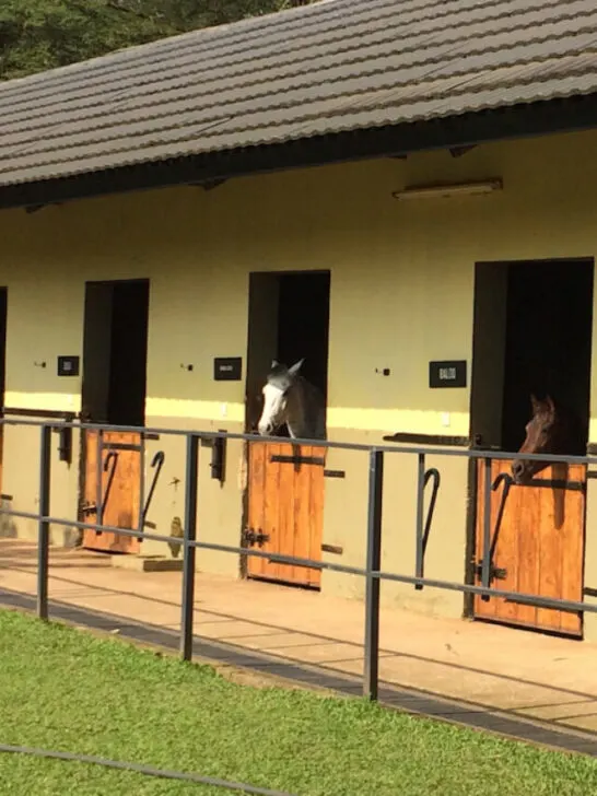 cropped-Horses-in-stables-ee221124.jpg