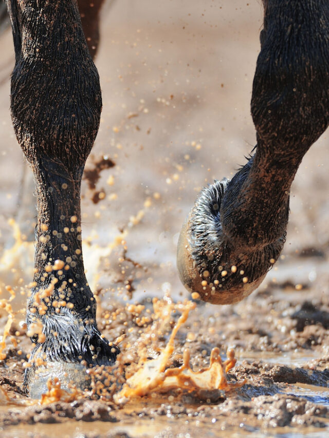 5 Tips to Keep Your Horse From Standing in Mud
