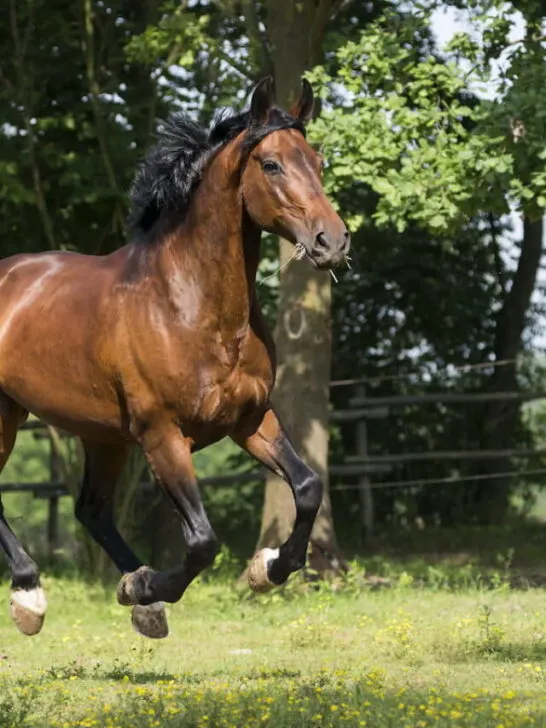 Maremmano horse stallion in the pasture - ss230513