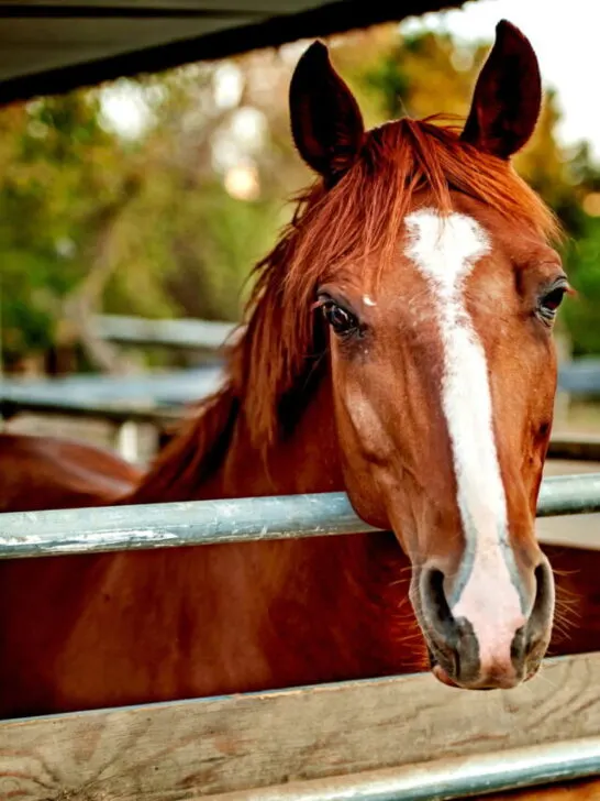 Missouri Fox Trotter in the barn
