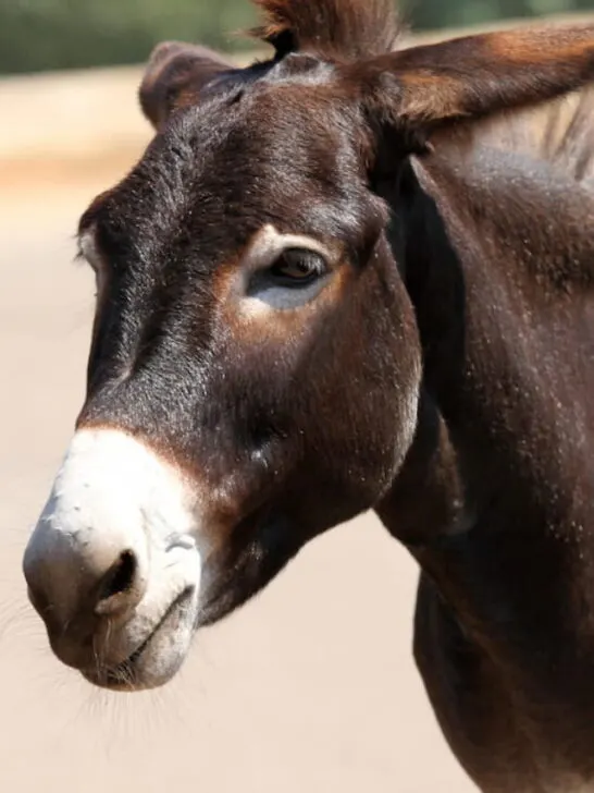 Mule - ss230709