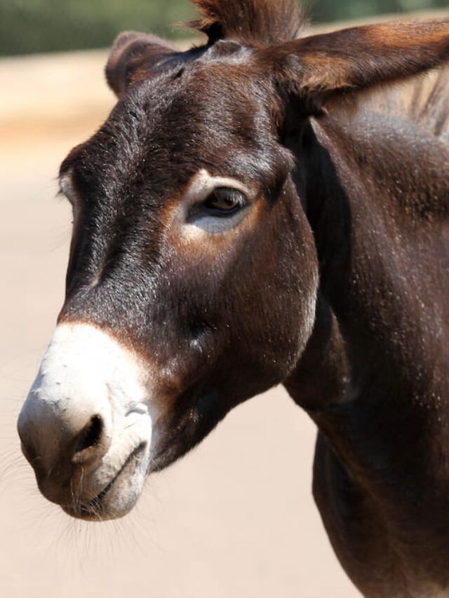Difference Between a Donkey and a Mule Helpful Horse Hints