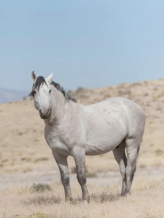 Onaqui Herd wild mustangs in the Great Desert Basin, Utah USA - ss240219