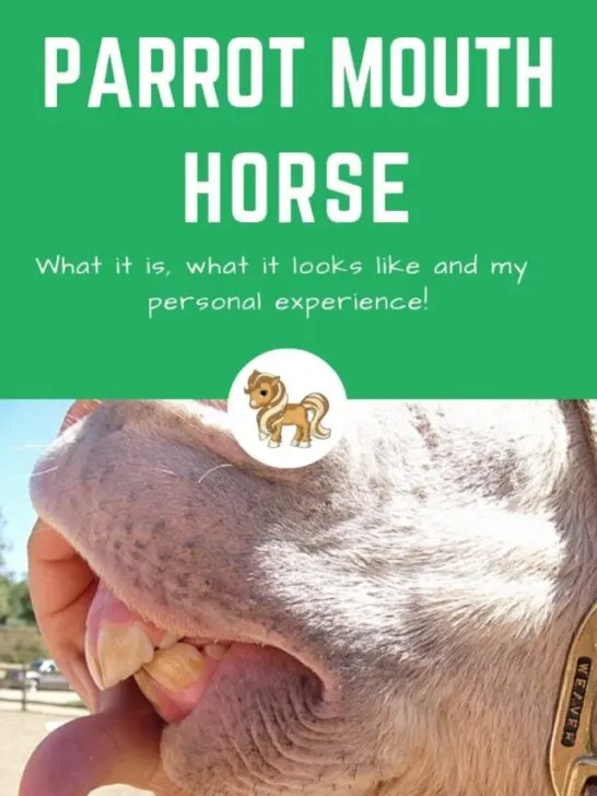 cropped-PARROT-MOUTH-HORSE-2.jpg