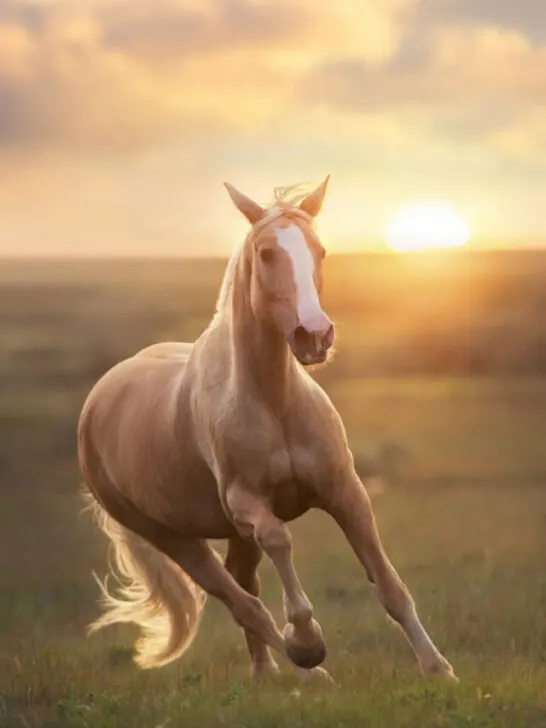 Palomino Horse running in the field on a sunset
