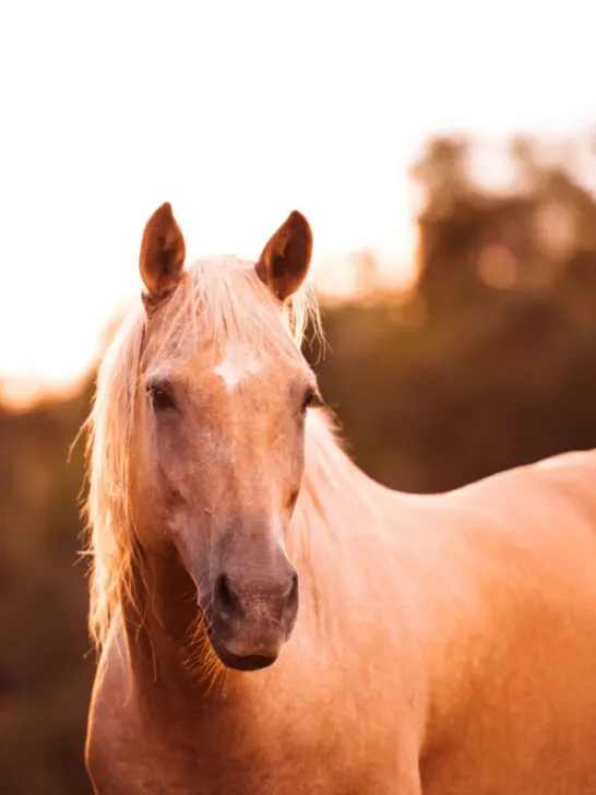 Palomino stallion in green grass pasture at sunset - ss230524