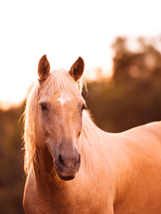 Chocolate Palomino Horse Helpful Horse Hints