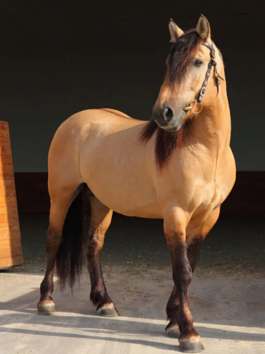 Paso Fino horse portrait in stud farm - ss230707