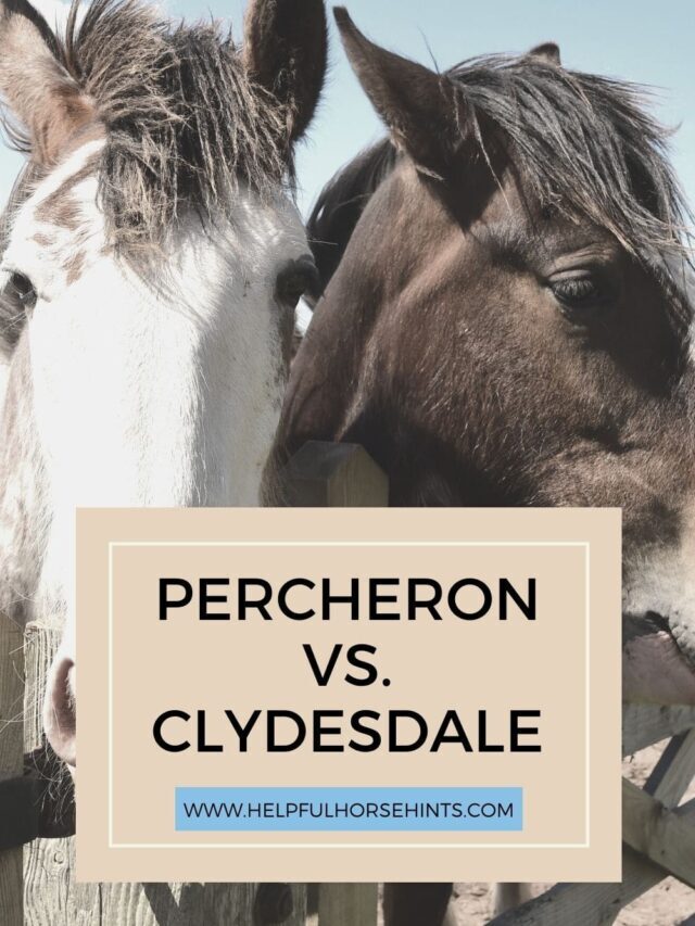 Percheron Vs. Clydesdale