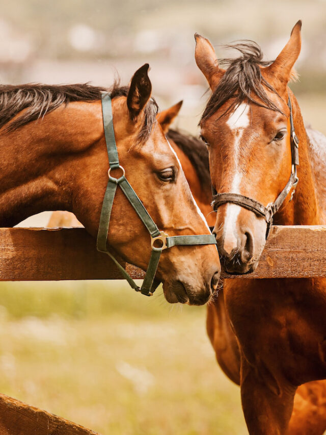 How To Choose The Best Horse Halter For Your Horse