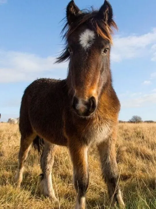 cropped-Pony-of-America.jpg