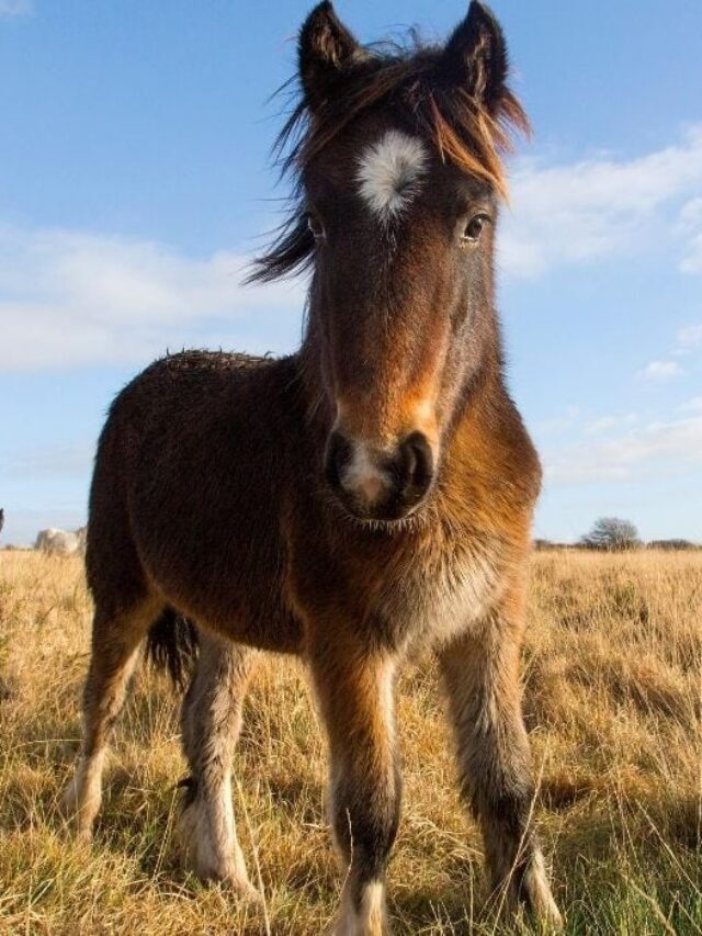 How Much Weight Can A Pony Carry?