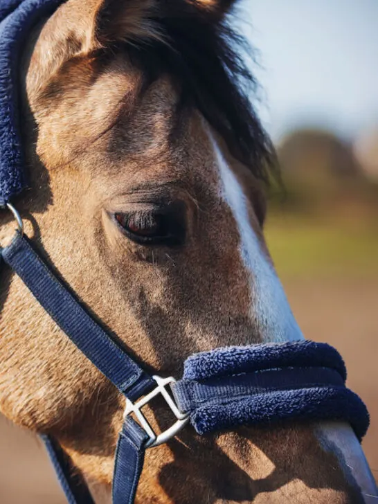 Portrait of a domestic horse of a dun color with a blue soft halter on its muzzle - ss230409