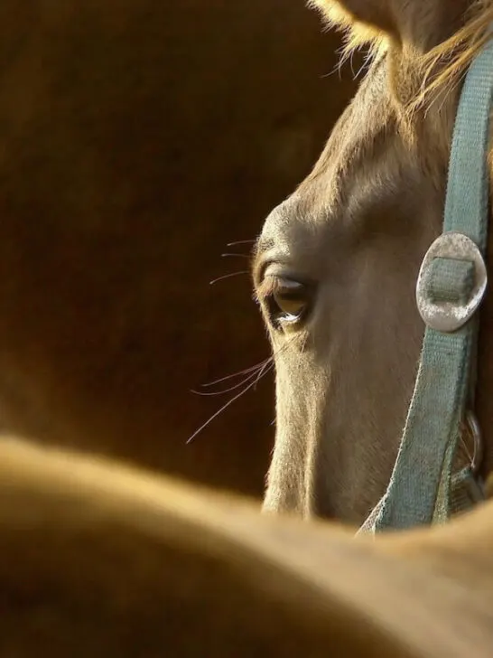 Portrait of a horse in the rays of the setting sun - ss240214