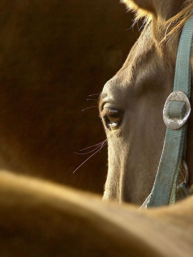 The Origination of Horses – Where They Come From & Evolution