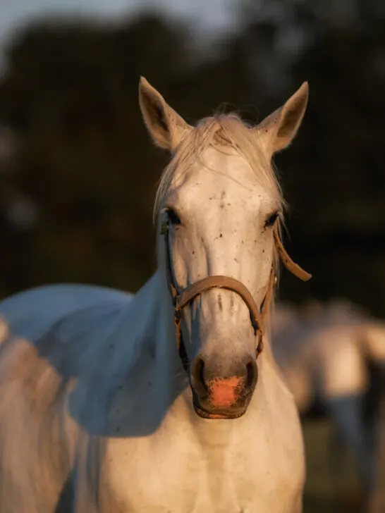 Portrait of a white horse in sunset with other horse in the background - ee230501