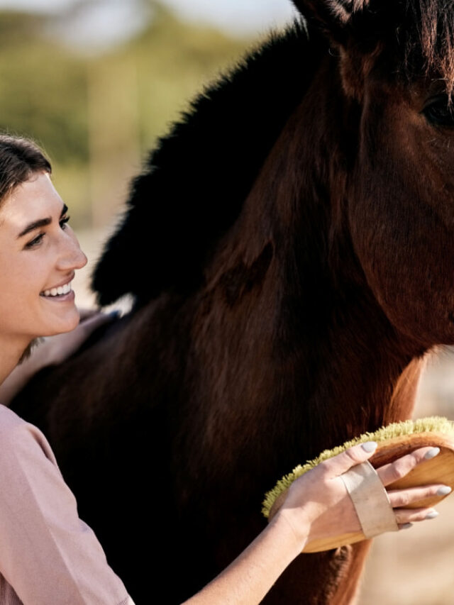 Step-by-Step Guide to Cleaning & Disinfecting Horse Brushes